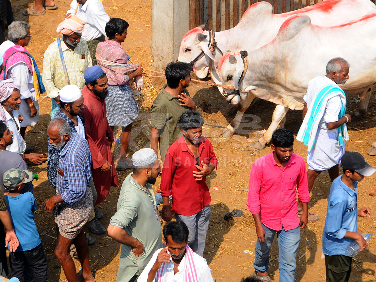 Buffalo Market in Anantapur HD Photos12