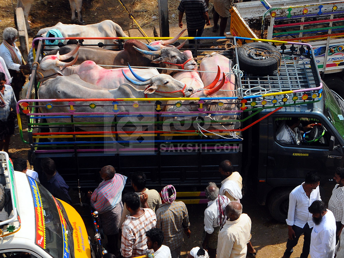 Buffalo Market in Anantapur HD Photos13