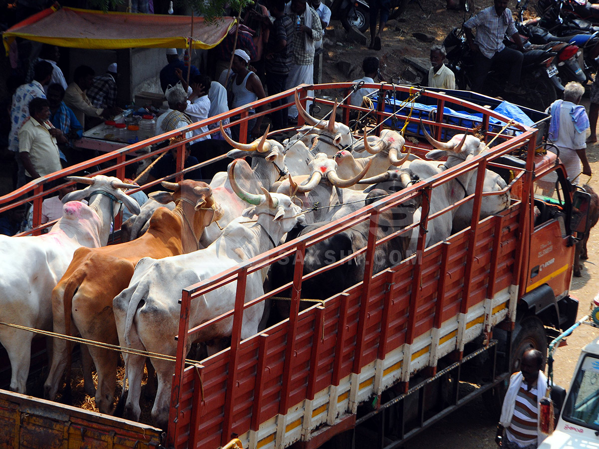 Buffalo Market in Anantapur HD Photos14