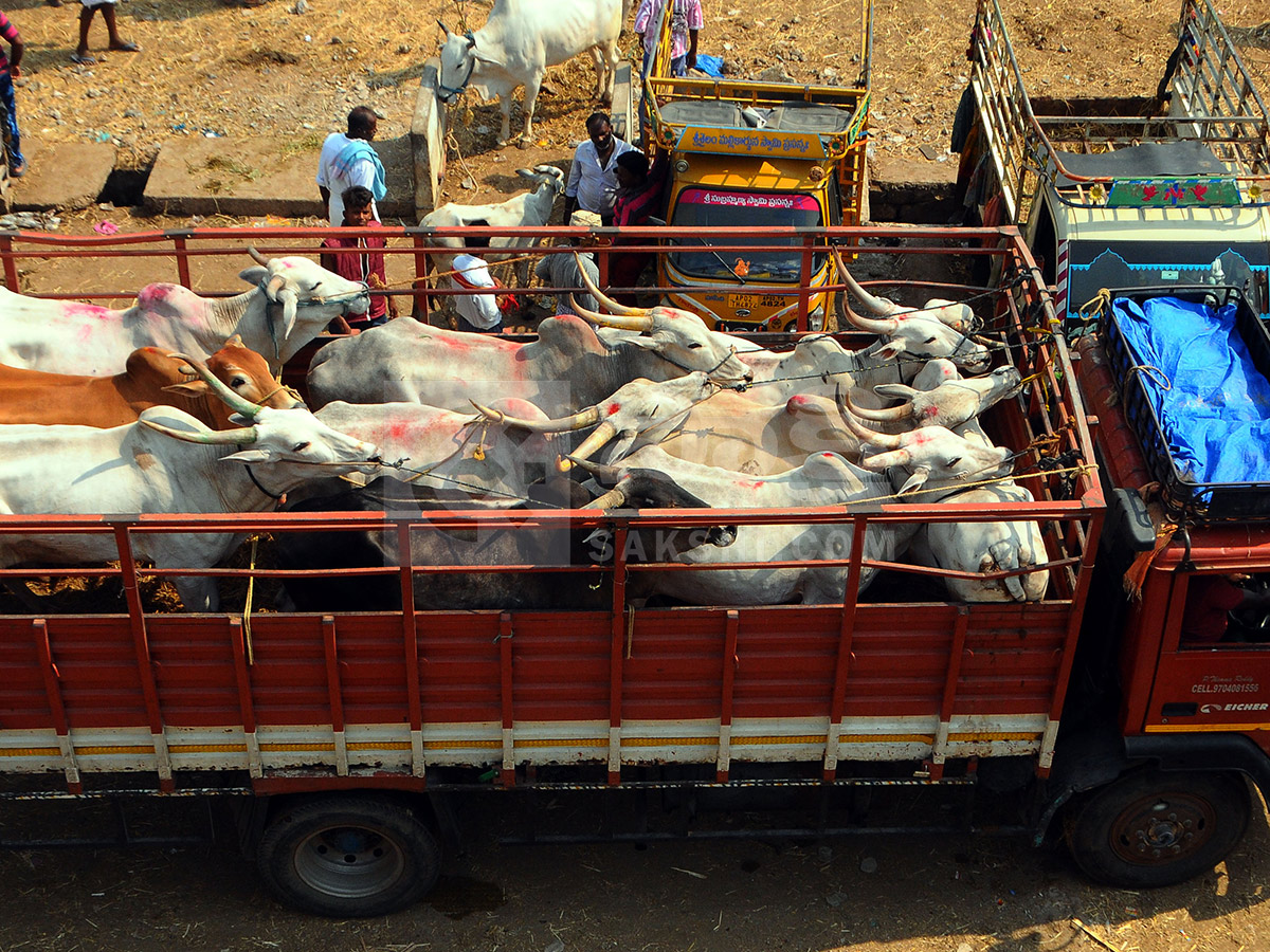 Buffalo Market in Anantapur HD Photos15