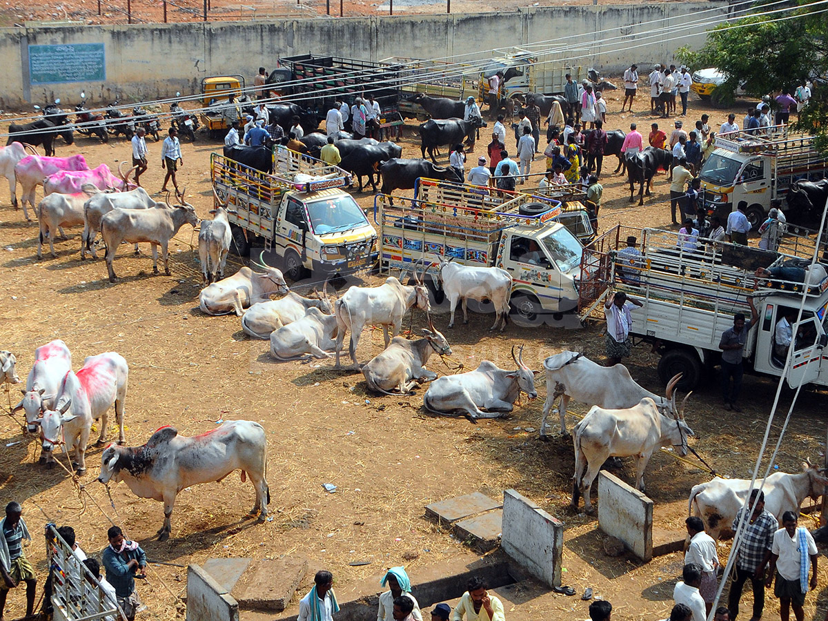 Buffalo Market in Anantapur HD Photos16