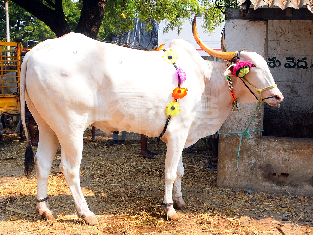 Buffalo Market in Anantapur HD Photos17