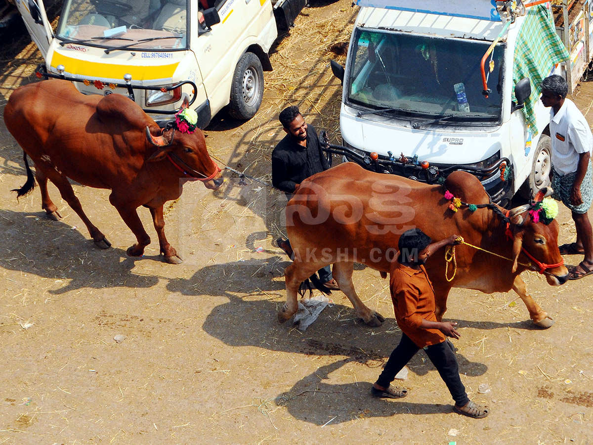 Buffalo Market in Anantapur HD Photos18