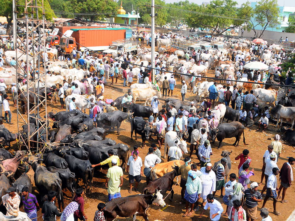 Buffalo Market in Anantapur HD Photos3