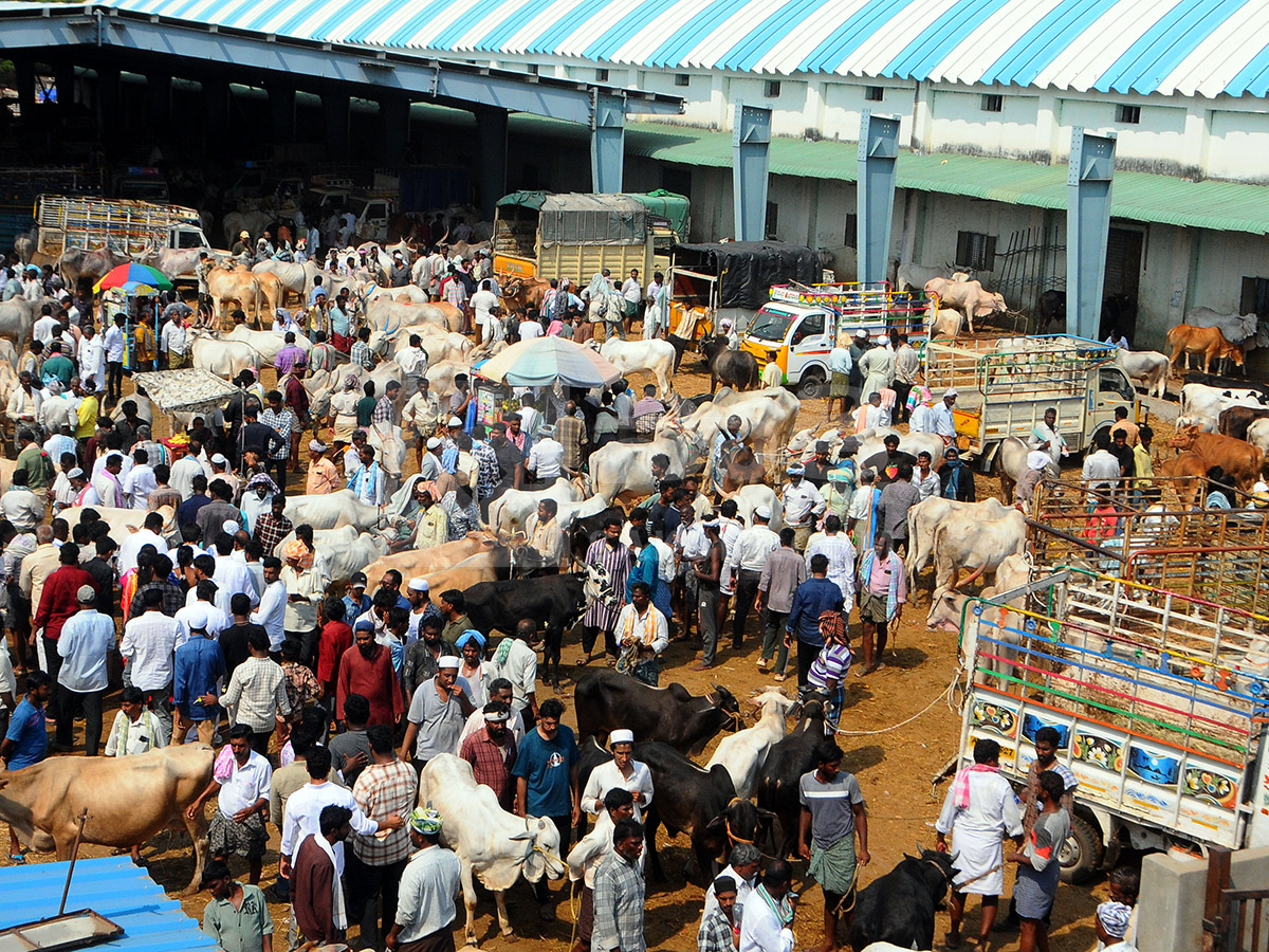Buffalo Market in Anantapur HD Photos4