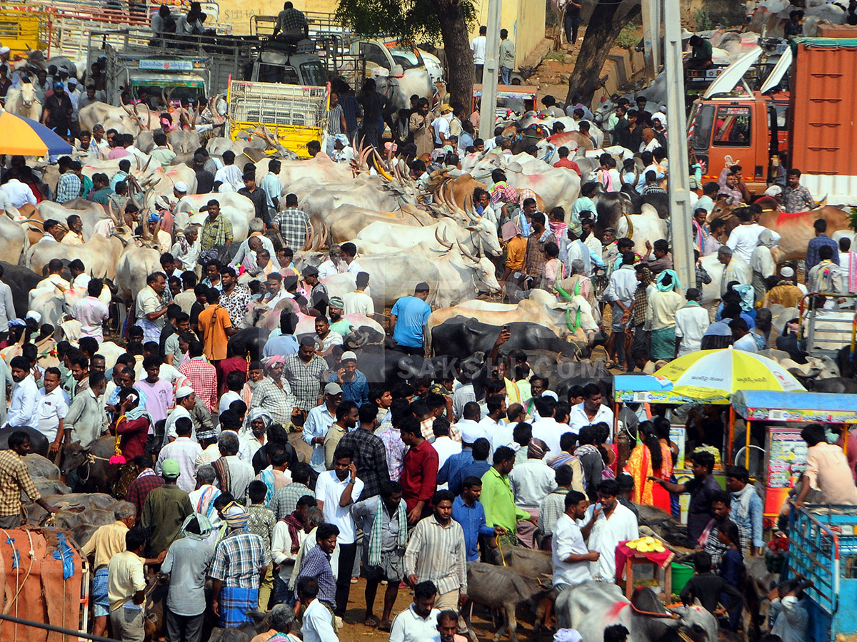 Buffalo Market in Anantapur HD Photos5