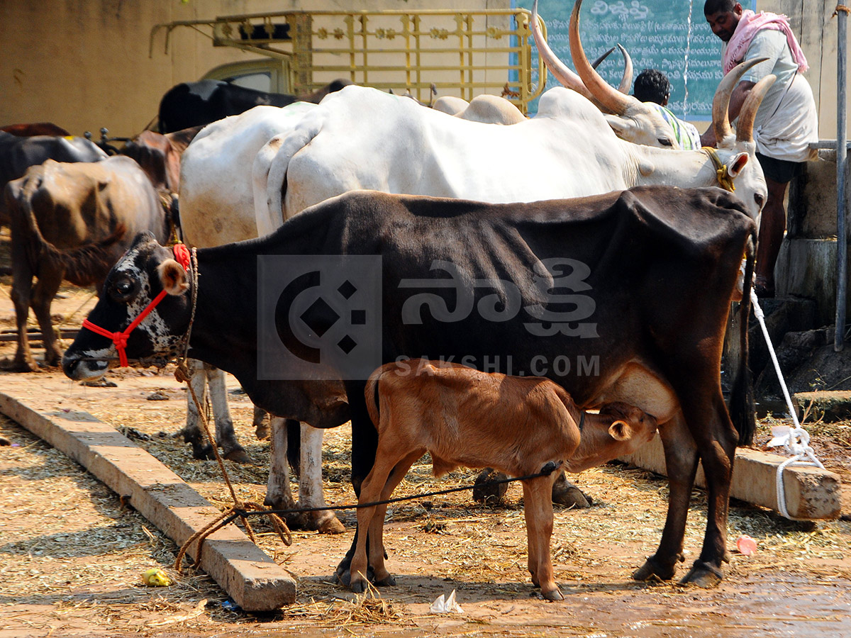 Buffalo Market in Anantapur HD Photos6