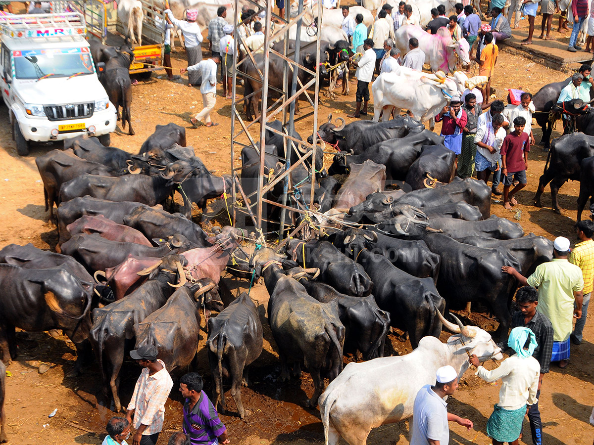 Buffalo Market in Anantapur HD Photos7