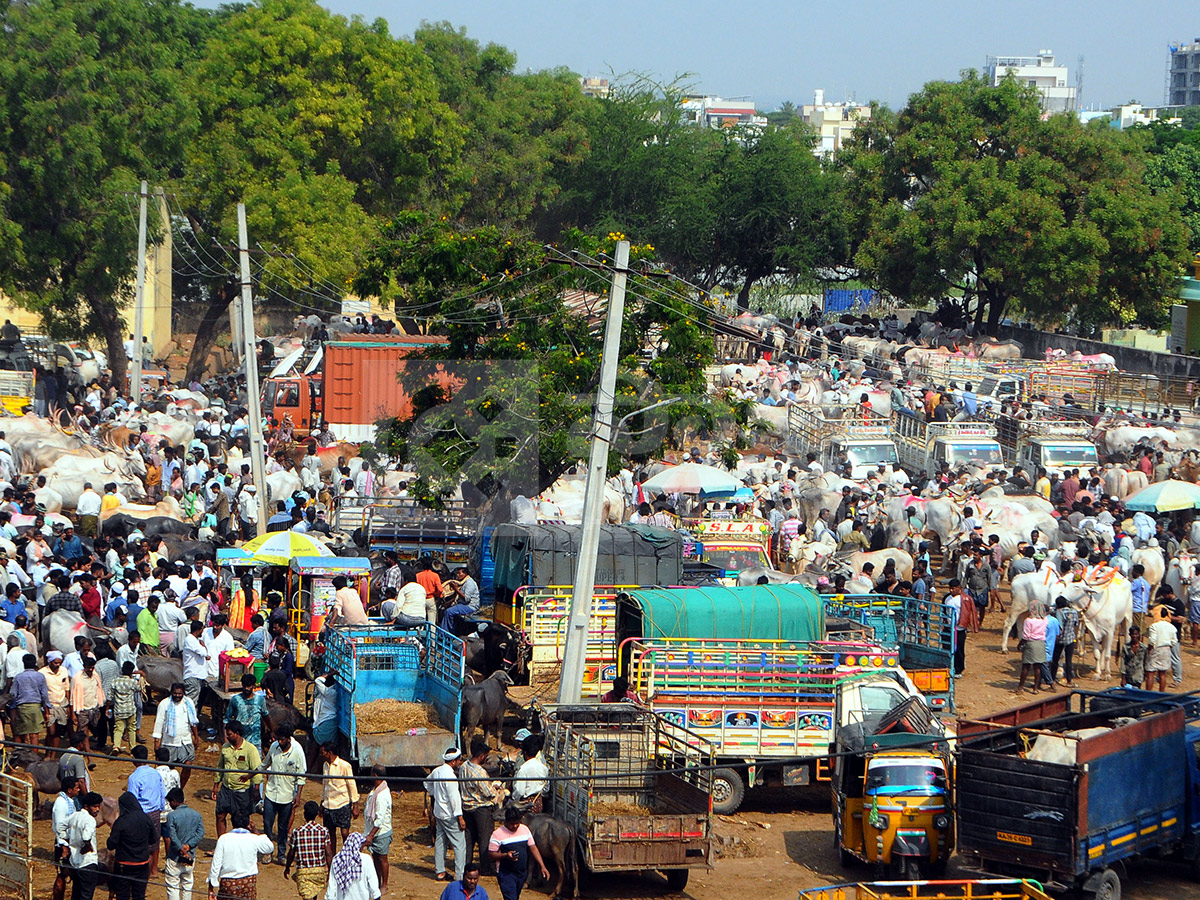 Buffalo Market in Anantapur HD Photos8