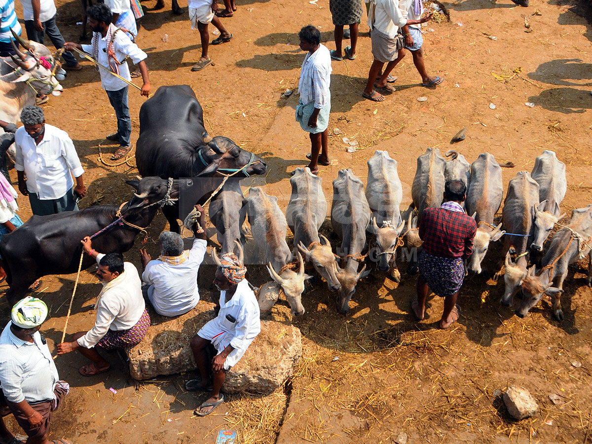 Buffalo Market in Anantapur HD Photos9