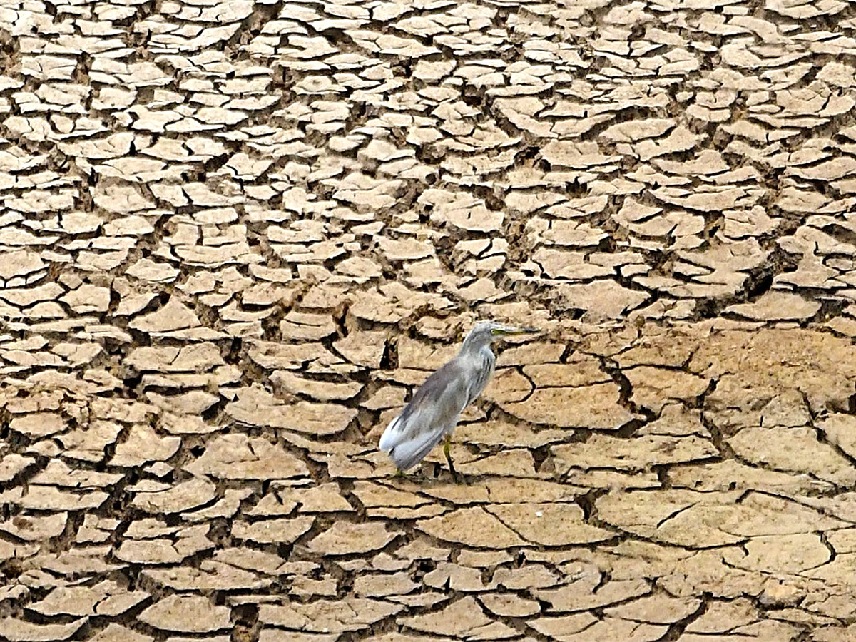 The chirping of birds for a drop of water1