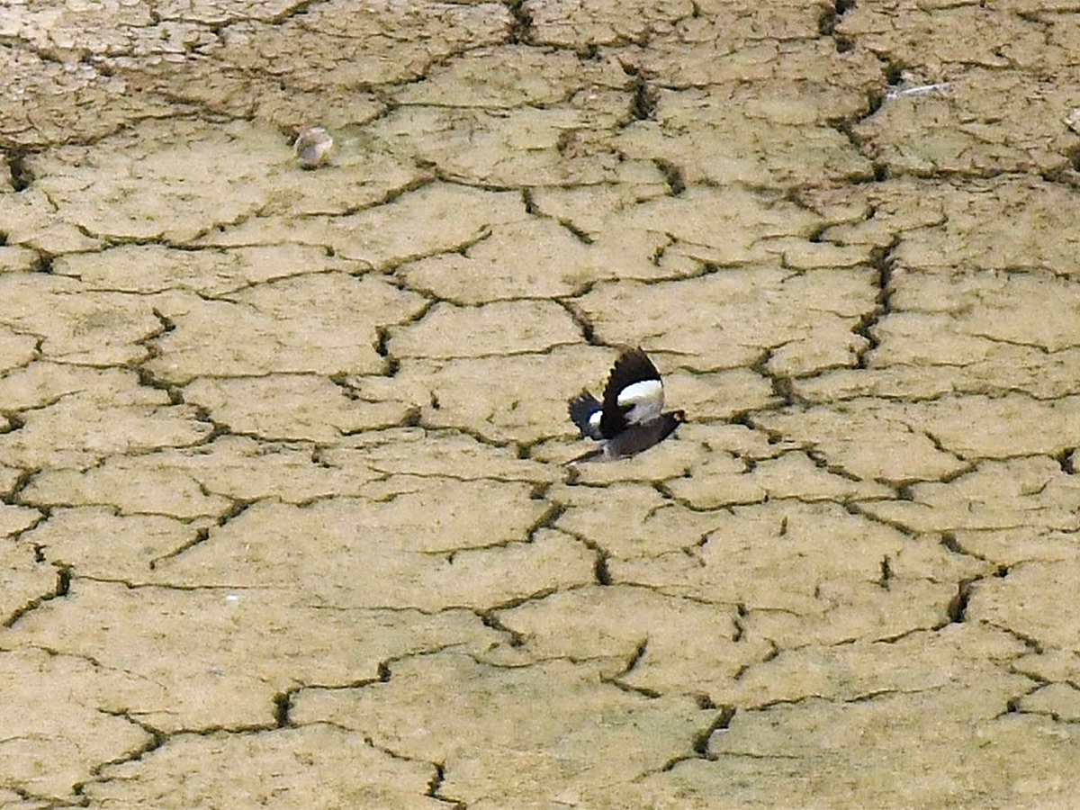 The chirping of birds for a drop of water10