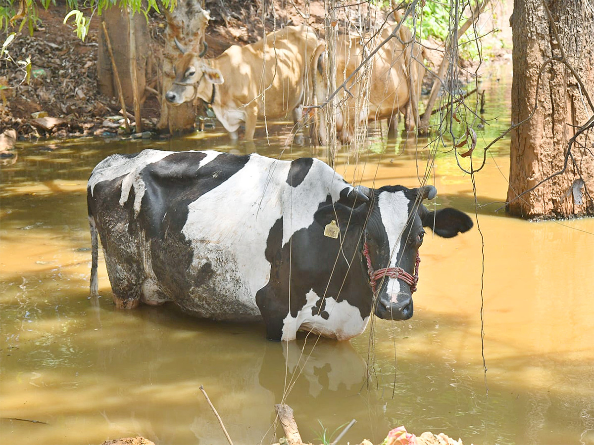 The chirping of birds for a drop of water12