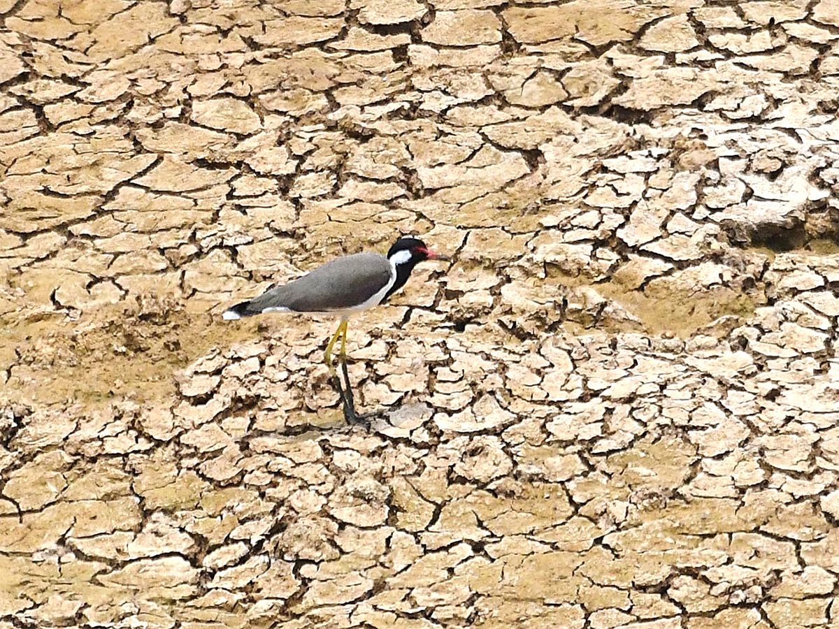 The chirping of birds for a drop of water13