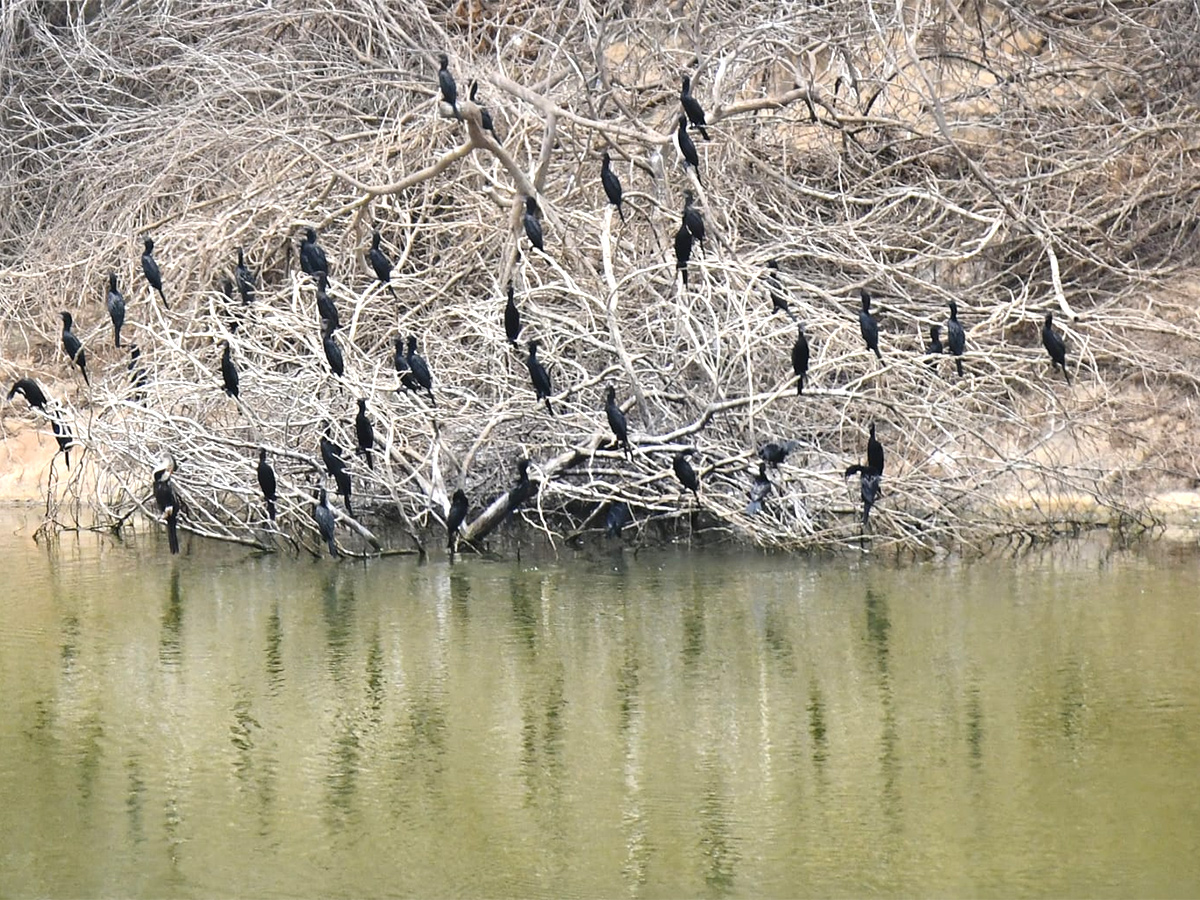 The chirping of birds for a drop of water2