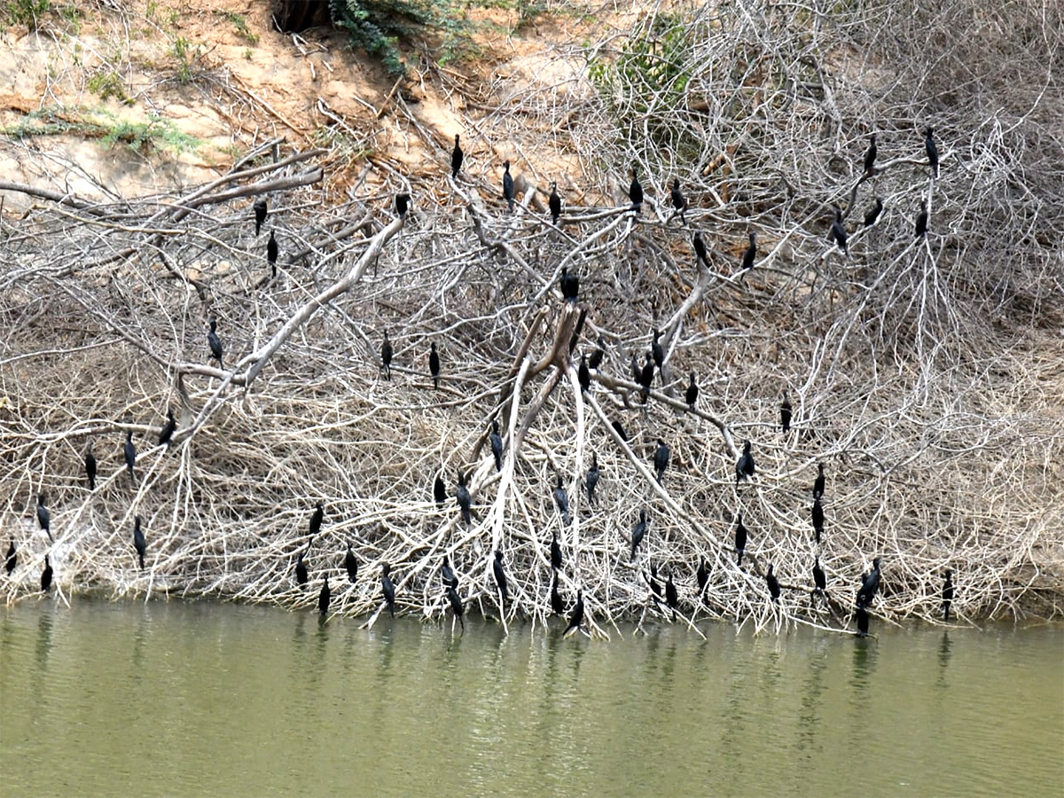 The chirping of birds for a drop of water3