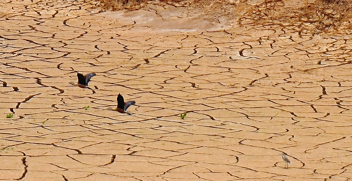 The chirping of birds for a drop of water5