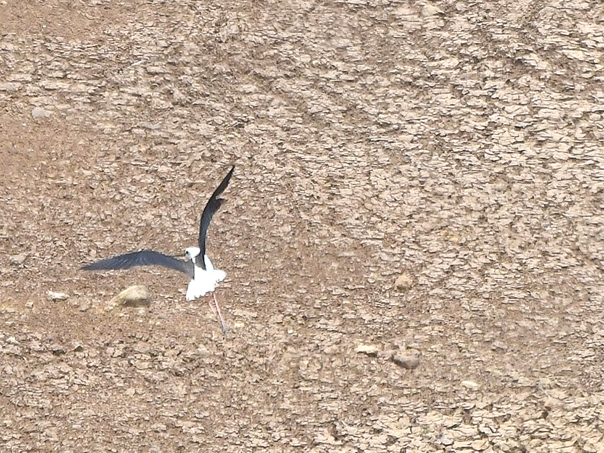 The chirping of birds for a drop of water6