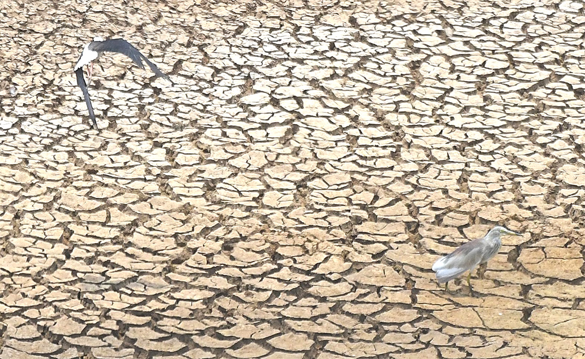 The chirping of birds for a drop of water7