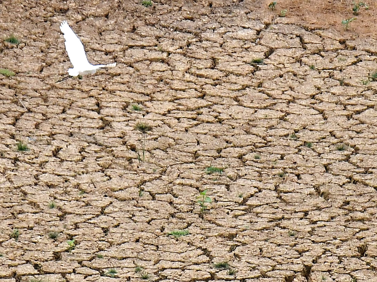 The chirping of birds for a drop of water8