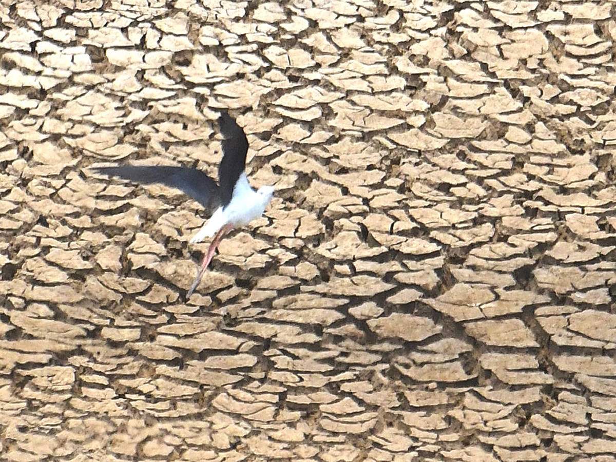 The chirping of birds for a drop of water9