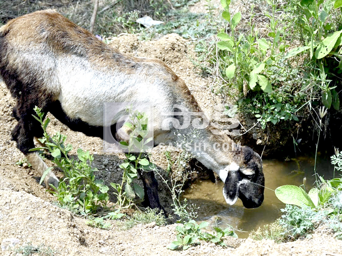 Best Photos of The Week in AP and Telangana Photo Gallery20