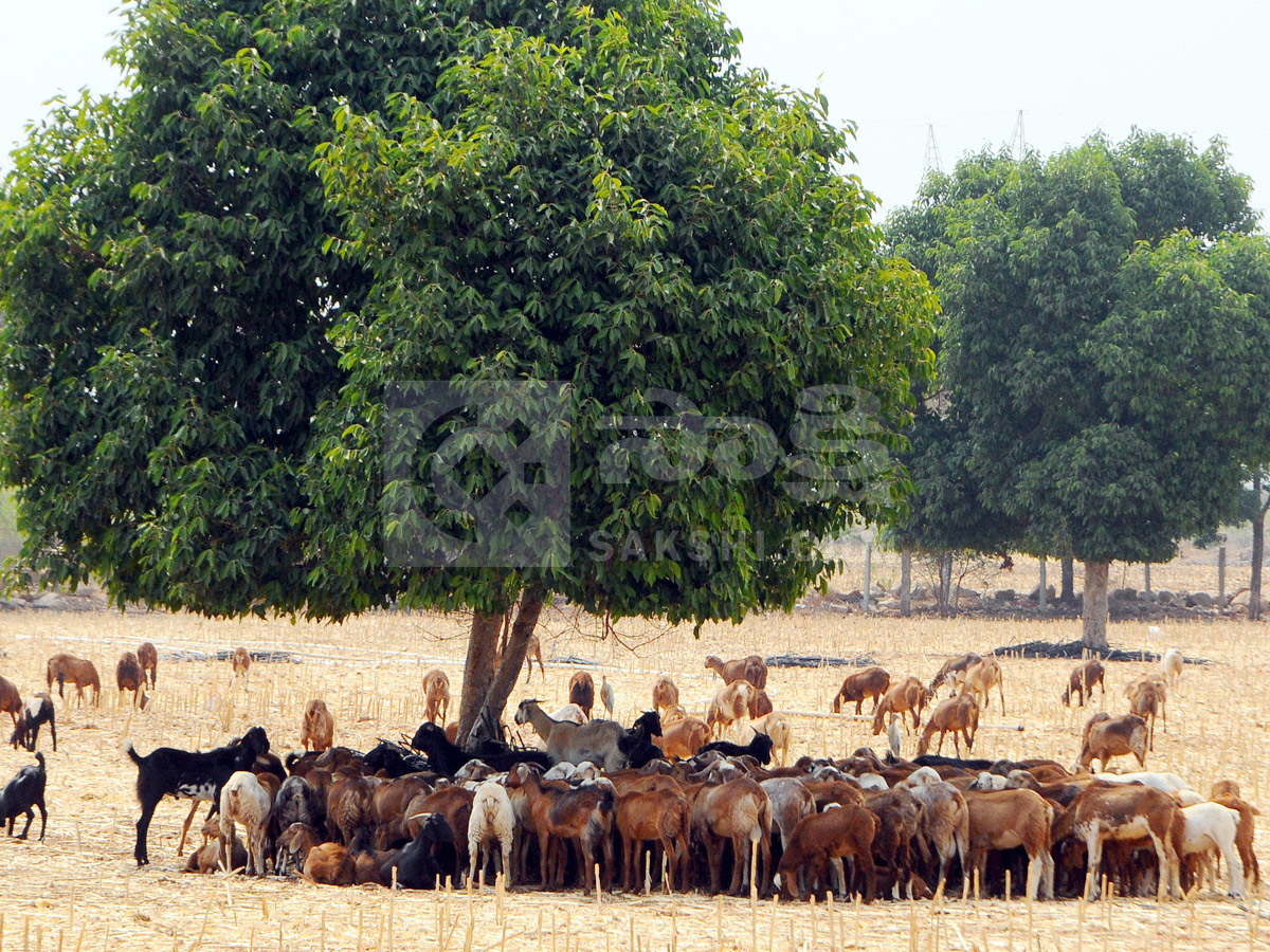 Best Photos of The Week in AP and Telangana Photo Gallery5