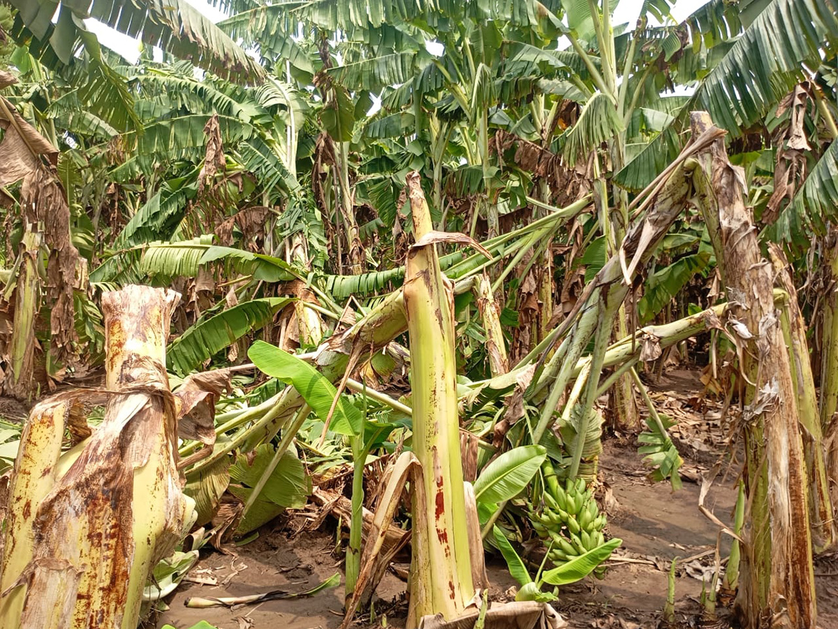 Thunderstorms wreak havoc in several districts of AP15