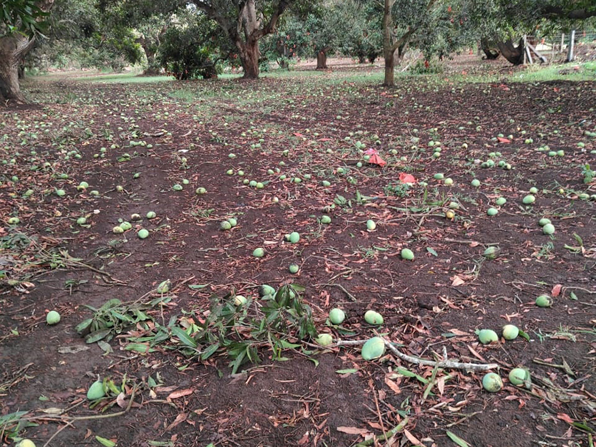 Thunderstorms wreak havoc in several districts of AP23