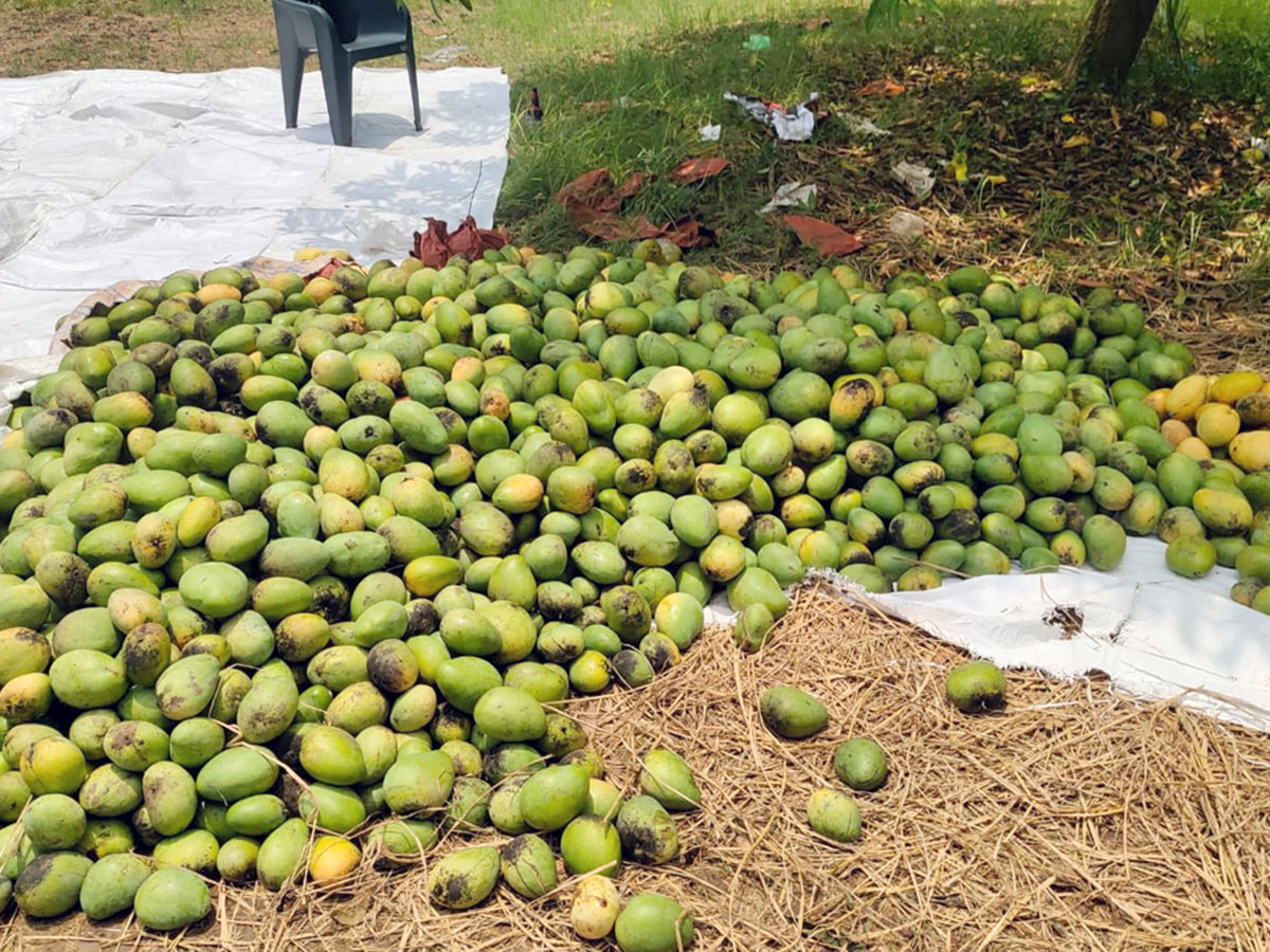 Thunderstorms wreak havoc in several districts of AP24