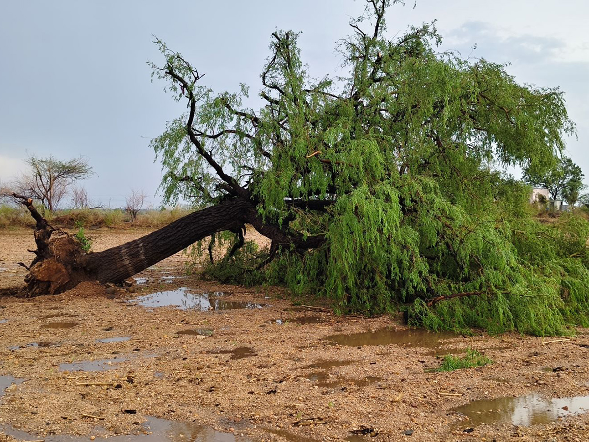 Thunderstorms wreak havoc in several districts of AP9