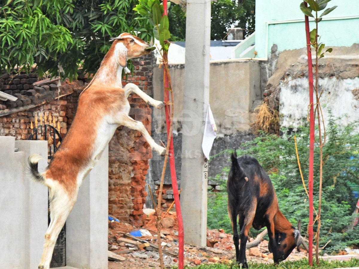 Best Photos of The Week in AP and Telangana Photo Gallery12