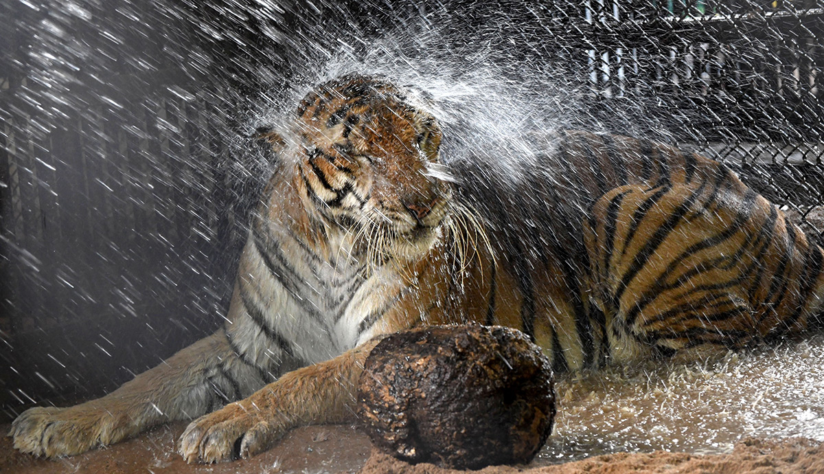 Summer Season in Nehru Zoological Park Hyderabad10