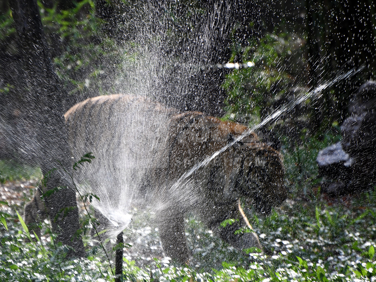 Summer Season in Nehru Zoological Park Hyderabad11