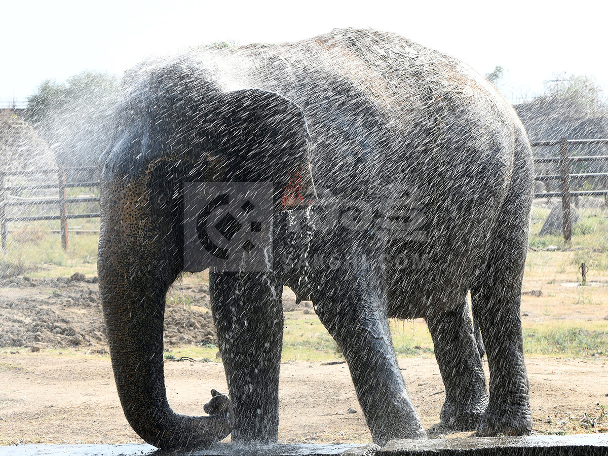 Summer Season in Nehru Zoological Park Hyderabad12