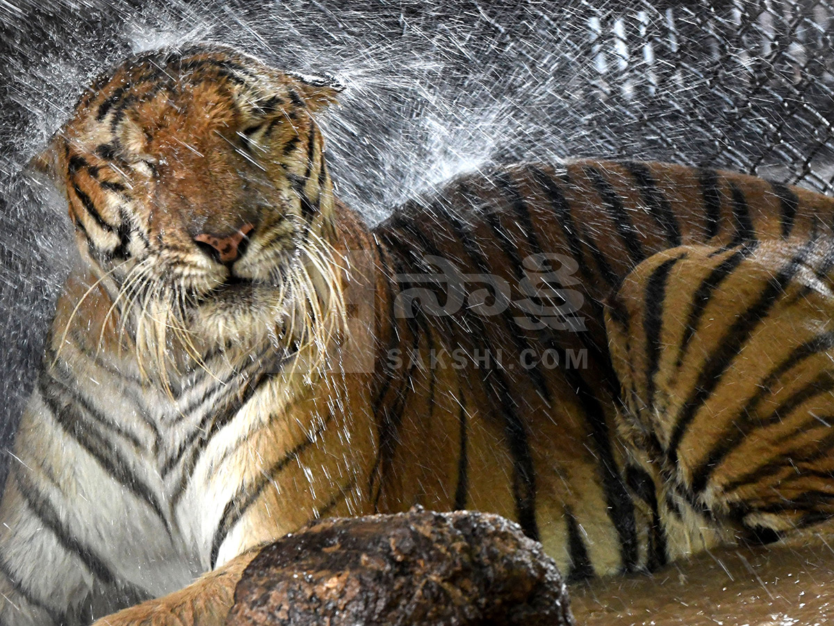 Summer Season in Nehru Zoological Park Hyderabad14
