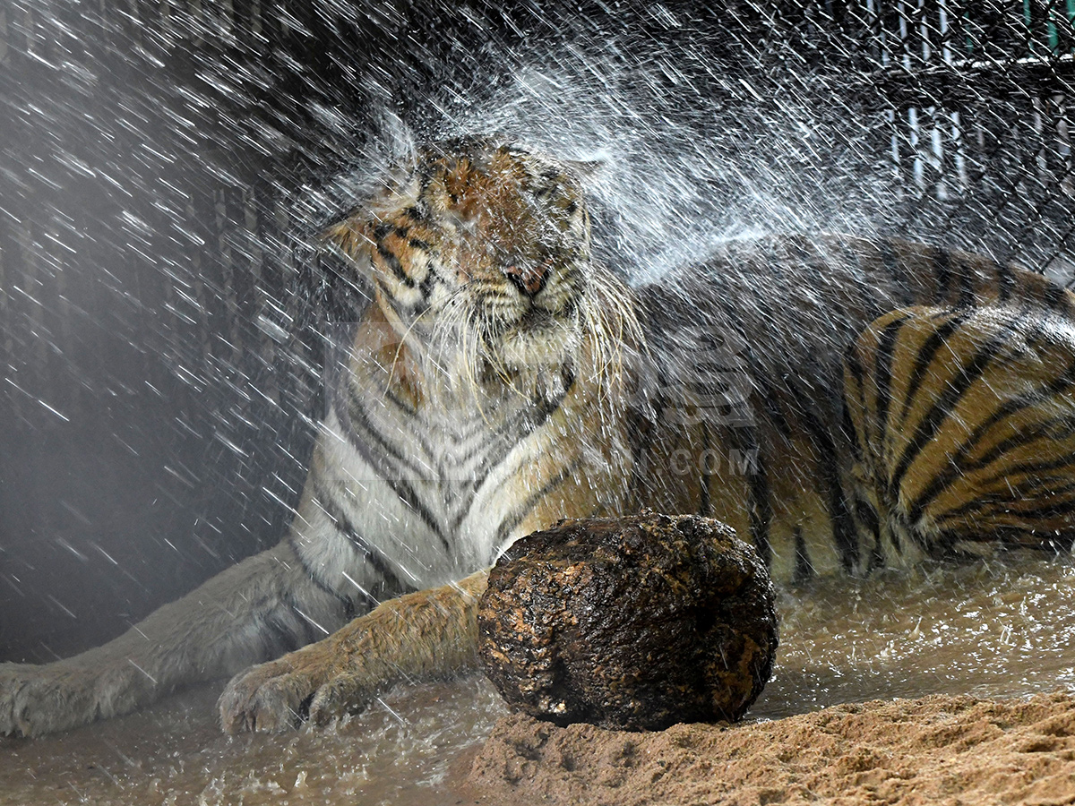 Summer Season in Nehru Zoological Park Hyderabad2