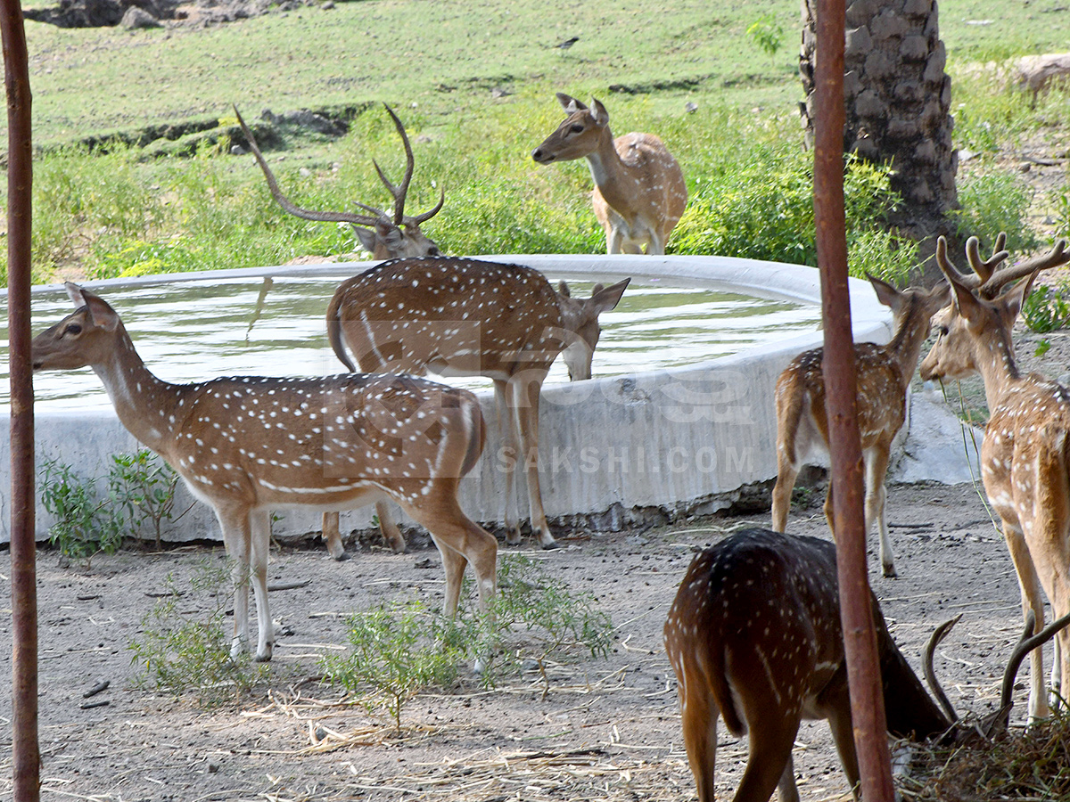 Summer Season in Nehru Zoological Park Hyderabad3
