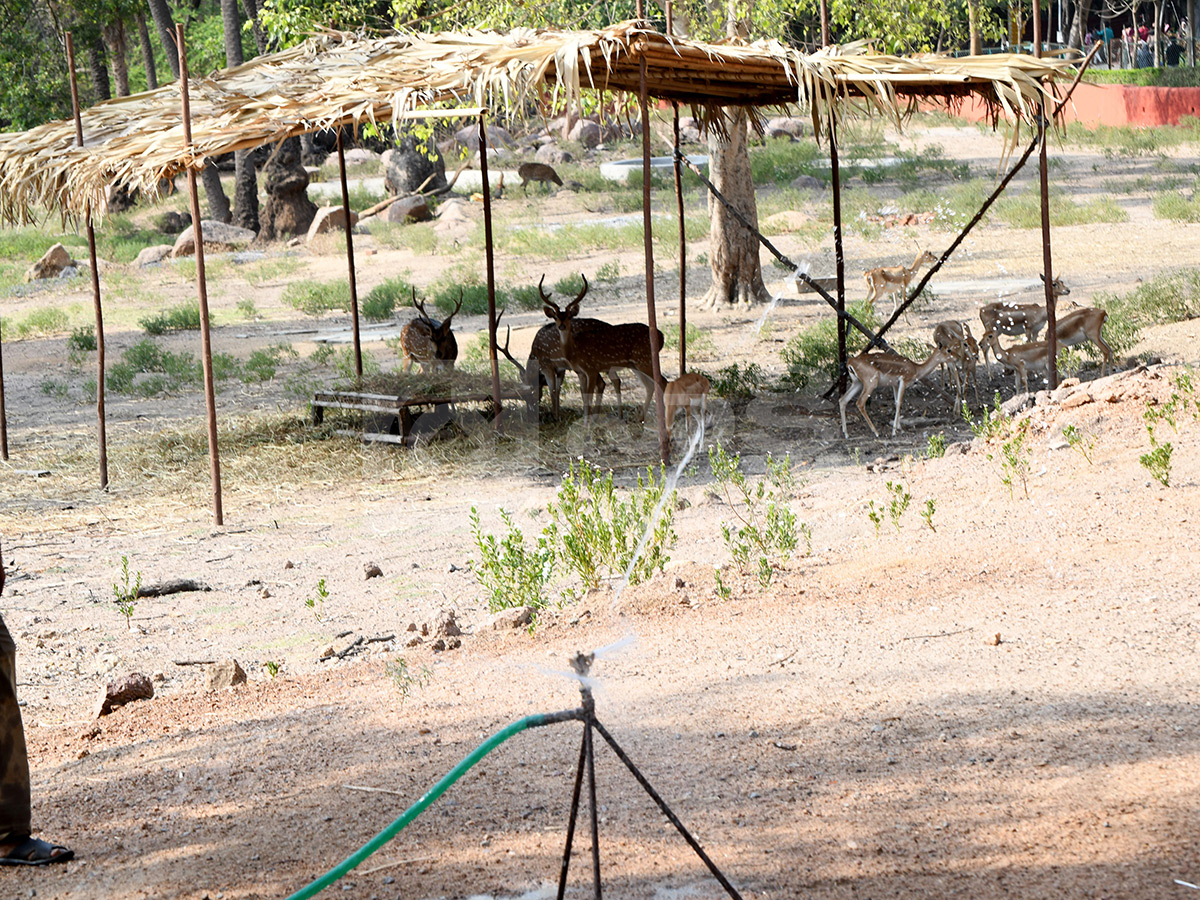 Summer Season in Nehru Zoological Park Hyderabad4