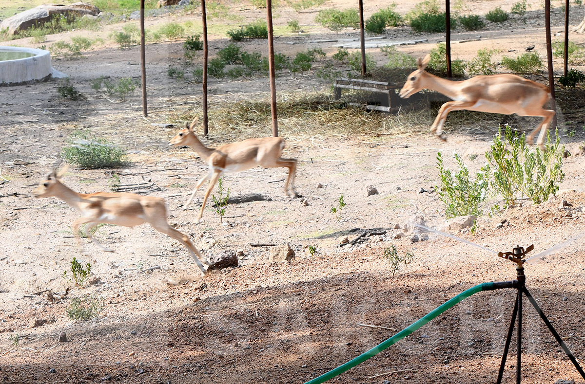 Summer Season in Nehru Zoological Park Hyderabad5