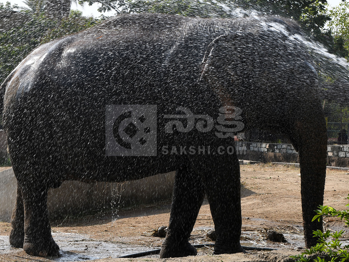 Summer Season in Nehru Zoological Park Hyderabad6