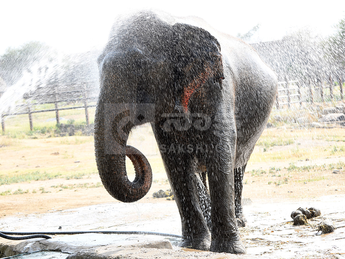 Summer Season in Nehru Zoological Park Hyderabad7
