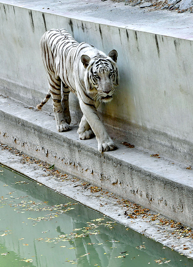 Summer Season in Nehru Zoological Park Hyderabad8