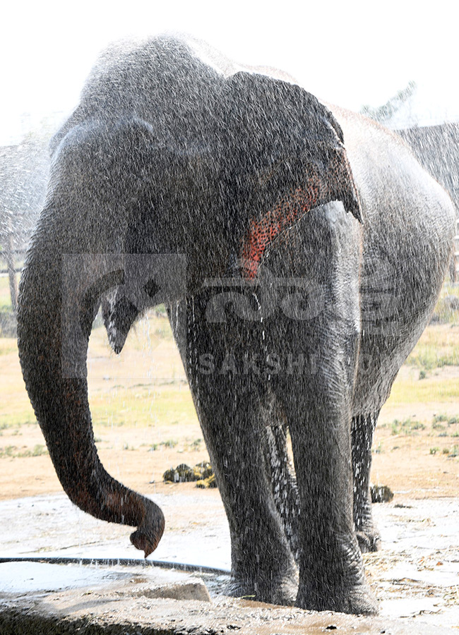 Summer Season in Nehru Zoological Park Hyderabad9