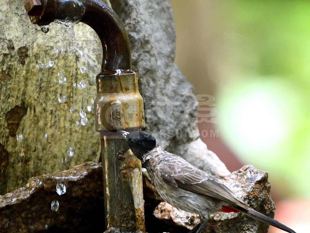 animals in summer10
