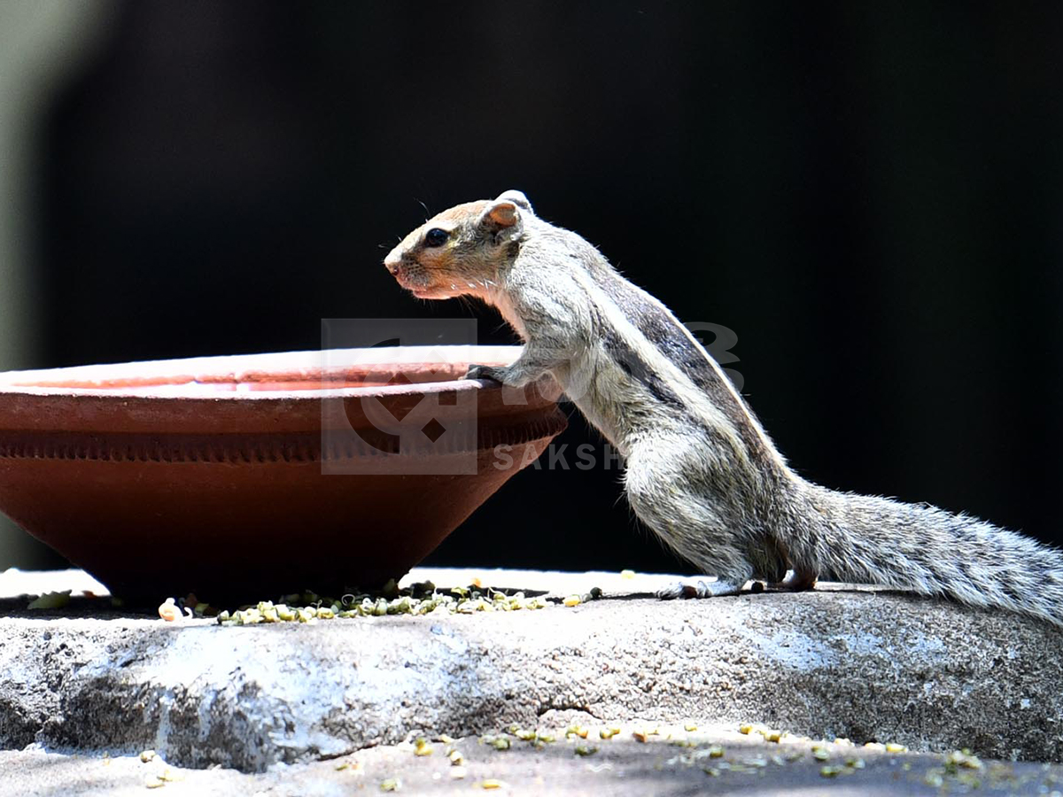 animals in summer13