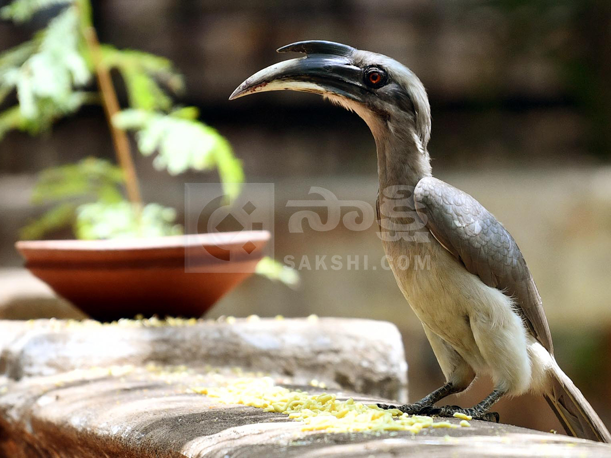 animals in summer2
