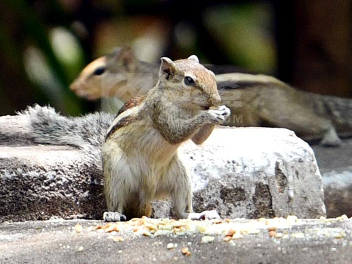 animals in summer3
