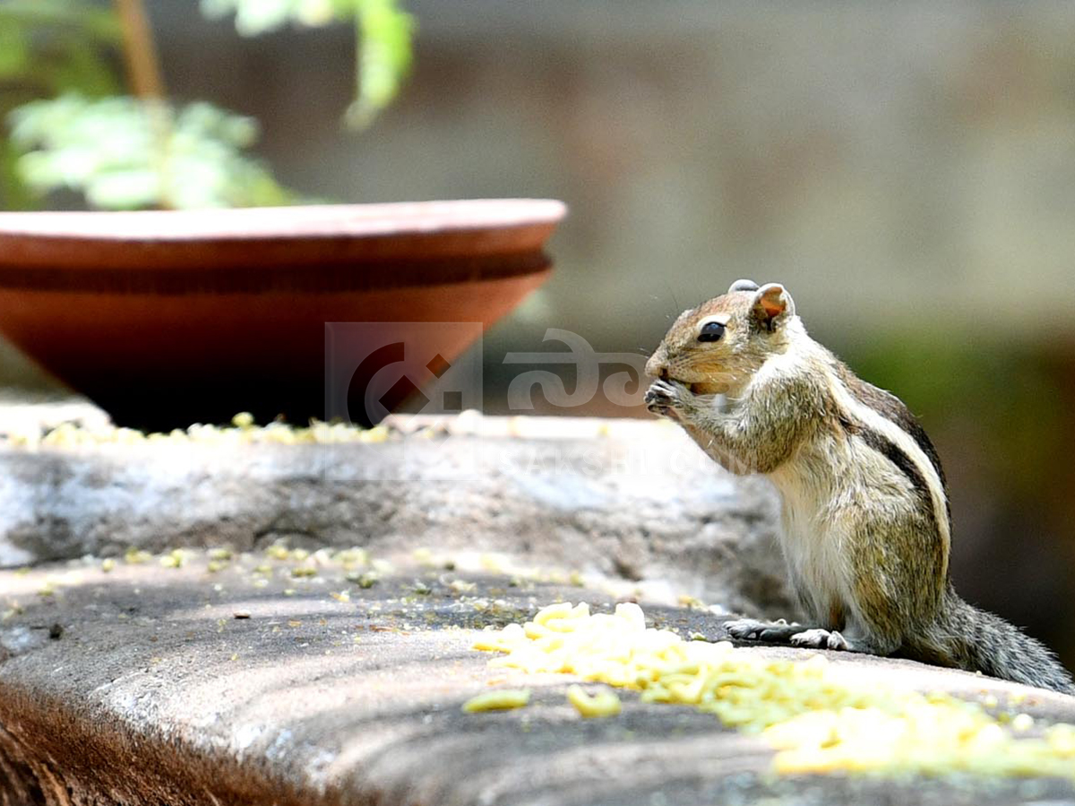 animals in summer5