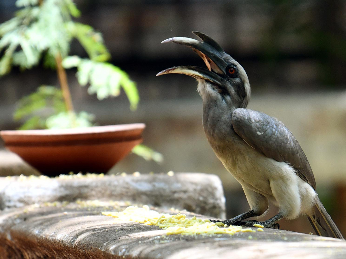 animals in summer8